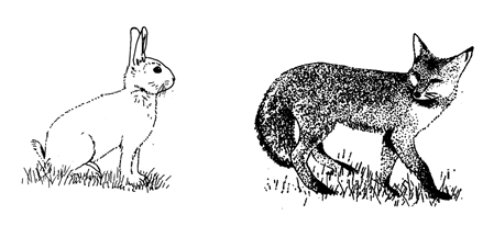 rabbit_fox-internet-marketing